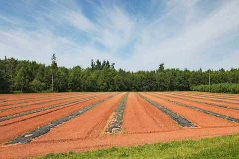 Hydromulching vs. Traditional Seeding