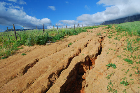 Landscaping to Prevent Erosion
