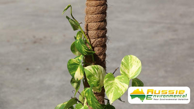 Coir Totem Plant Poles (Natural) - Sold in Pack of 4
