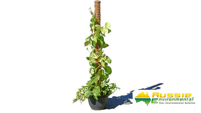 Coir Totem Plant Poles (Natural) - Sold in Pack of 4
