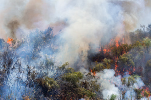 Landscaping for Fire Prevention in Bushfire-Prone Areas