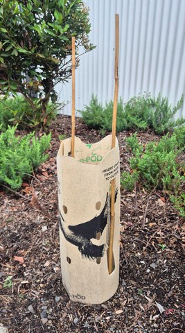 GreenPOD 450mm Biodegradable Tree Guards - 25 Pack