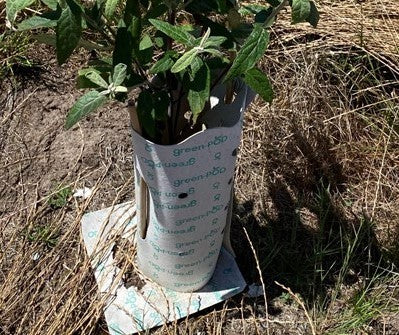 GreenPOD Biodegradable Cardboard Tree Guards - 25 Pack – Aussie ...