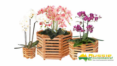 Wooden Orchid Basket - Octagonal