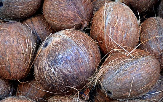 Coconuts blog